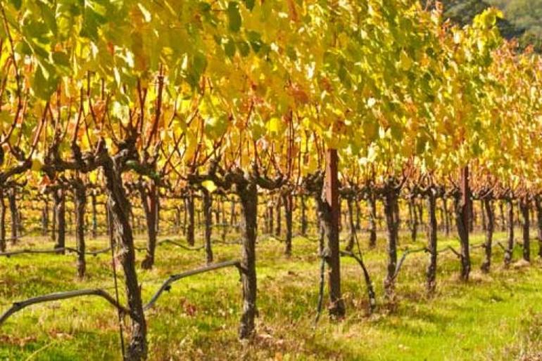 Obrezivanje vinograda