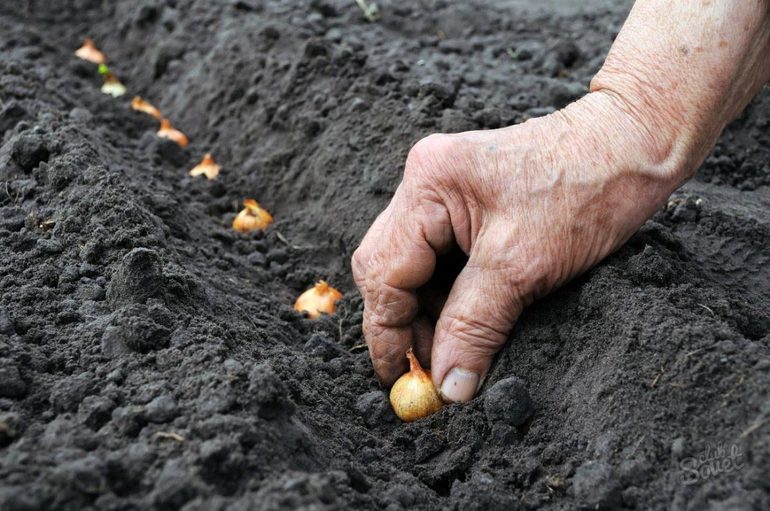 Planting onions in the winter