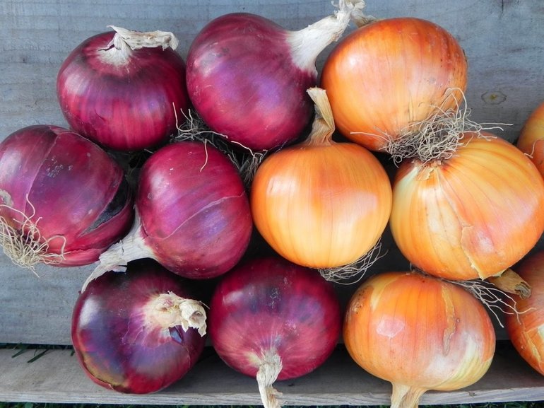 Popular onion varieties