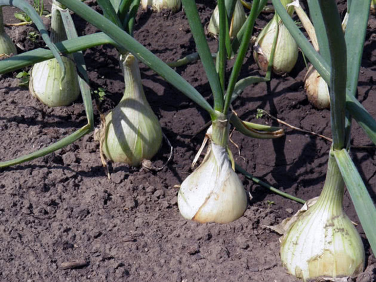 Onion planting in different regions