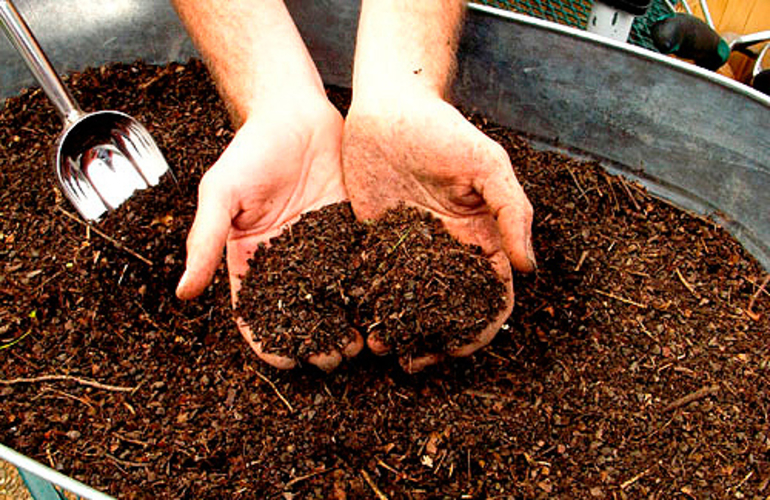 Fertilizing the soil before planting onions