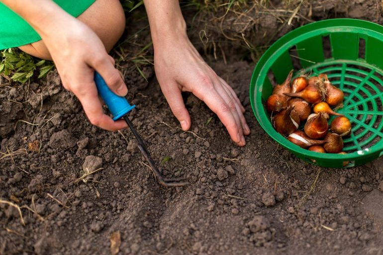 Sowing and Onion Care