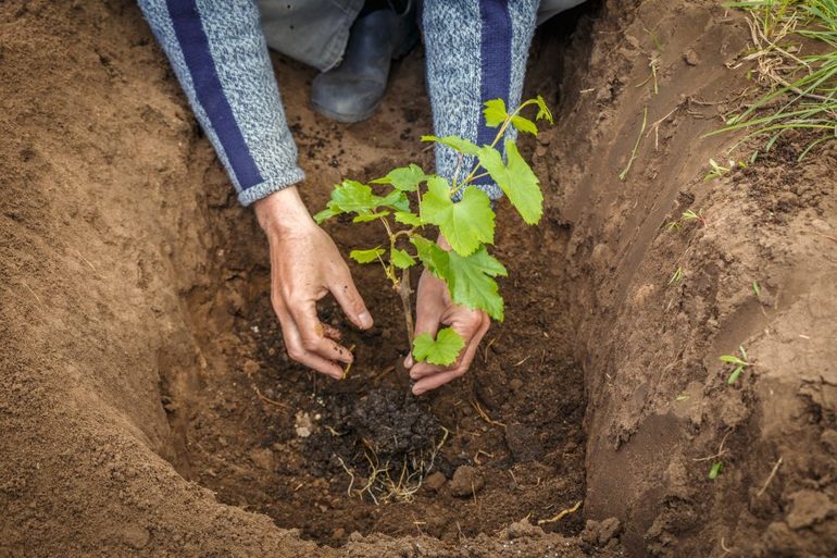 Planting grapes in autumn