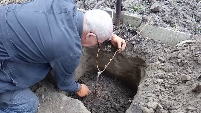 Basic features of grape planting