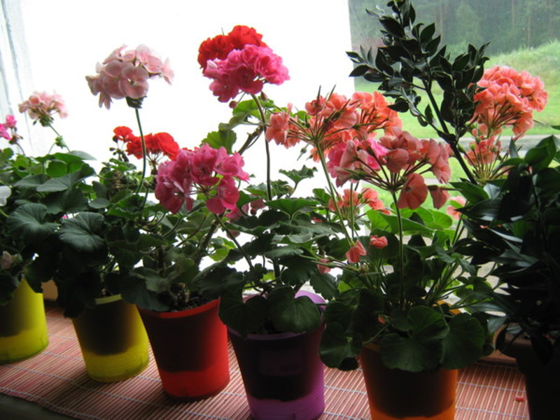 Kalanchoe of different colors