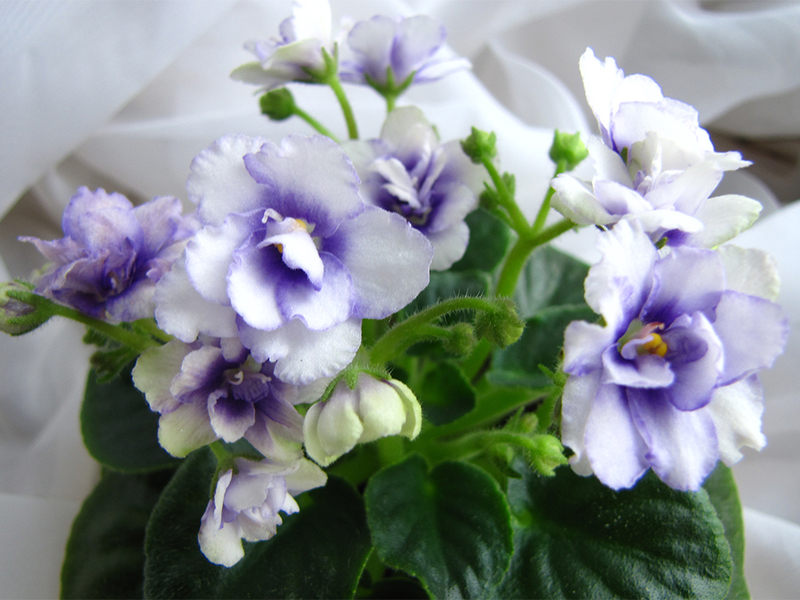 Saintpaulia blue and white