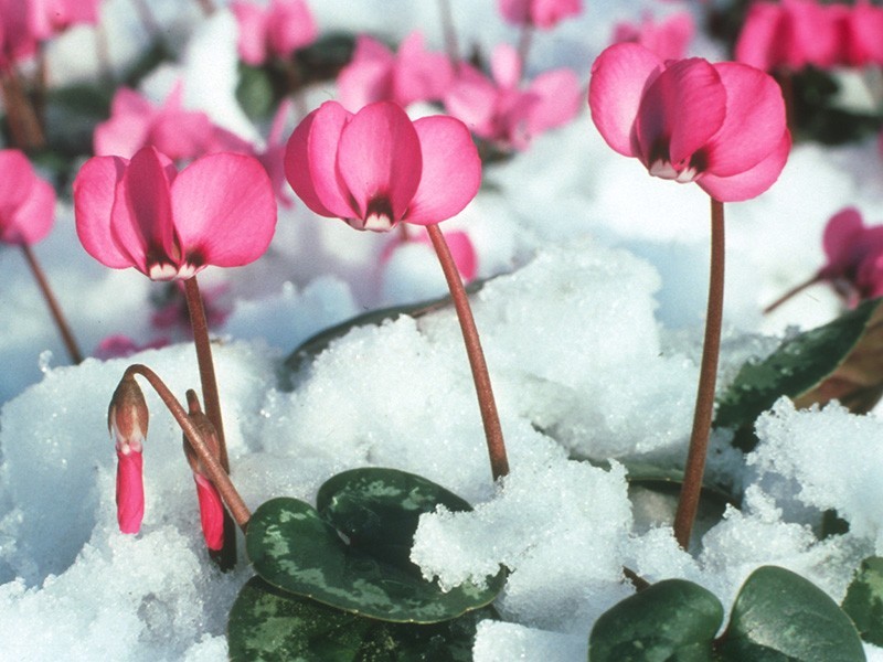 Pink cyclamen