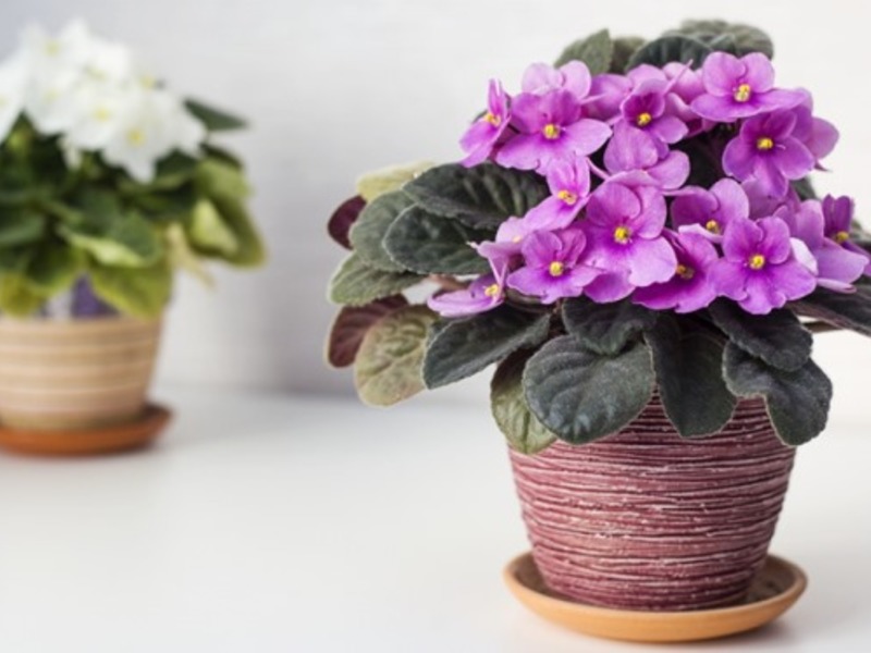 Indoor Winter Flowers