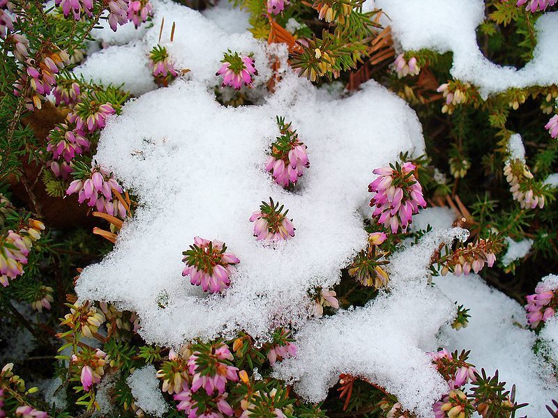 Winter flowers in the yard