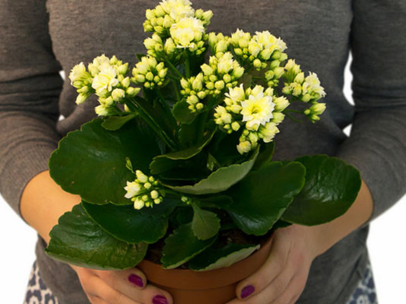 Yellow Kalanchoe