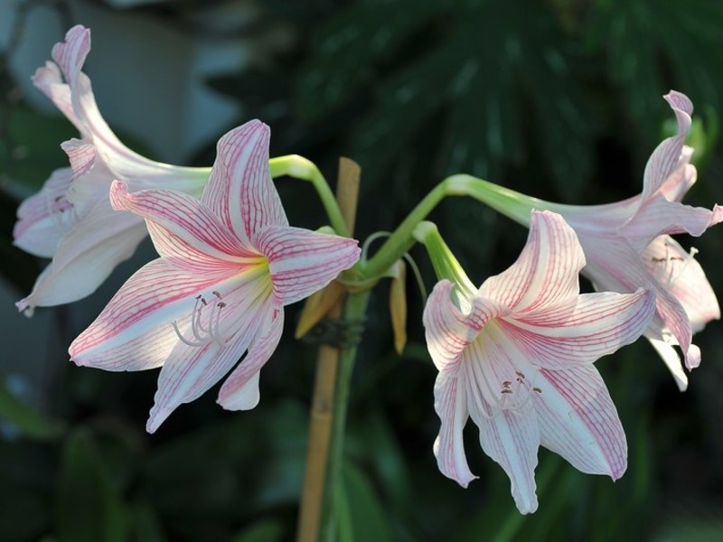Gentle hippeastrum