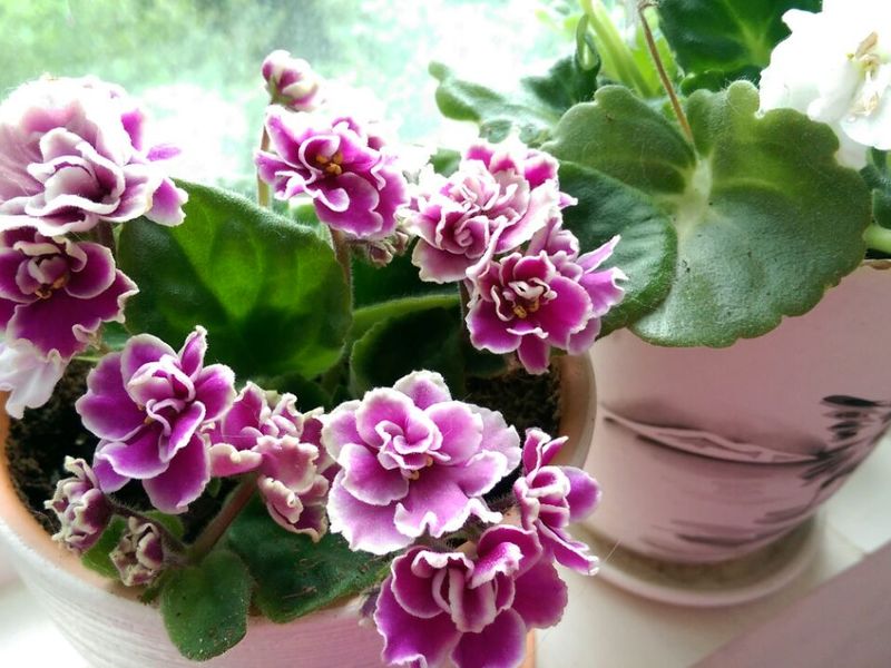 Saintpaulia white and lilac