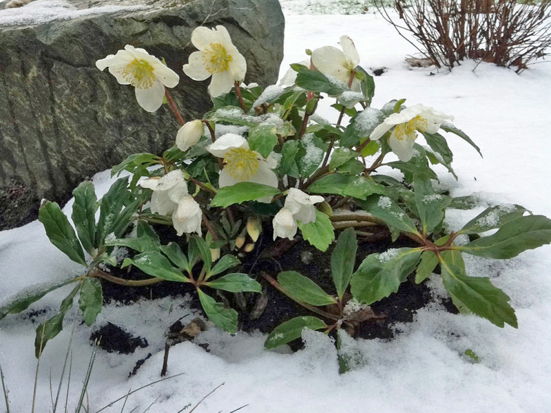Winter plants in the yard