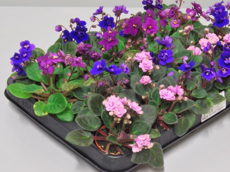 Varieties of Saintpaulia