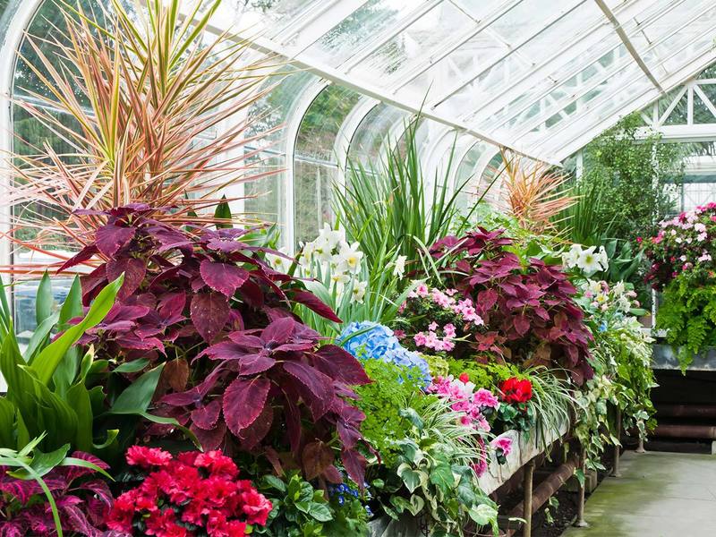 Flowering plants for home