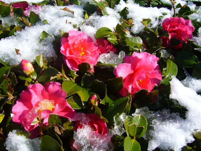 Flowers for the garden