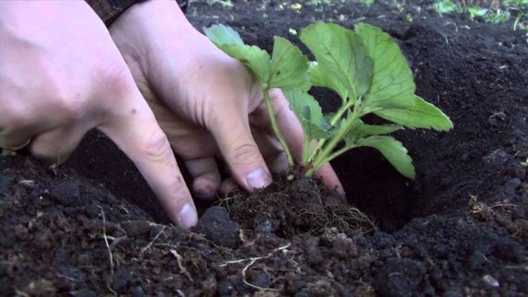 Planting strawberries in autumn