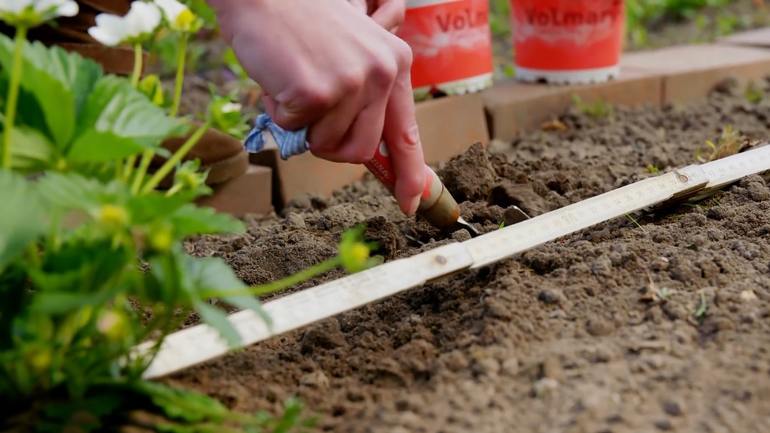 Benefits of Autumn Planting