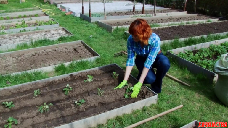 Selection of a site for planting strawberries