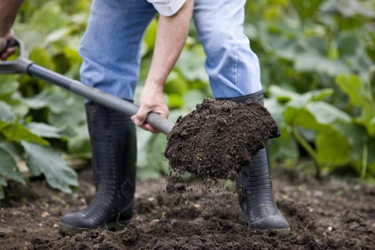 Digging a Strawberry Plot