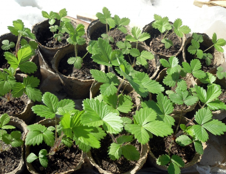 Growing seedlings