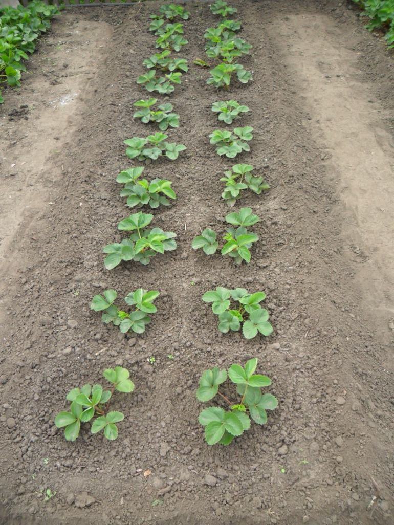 Ordinary strawberry planting
