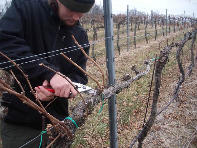 How to care for grapes