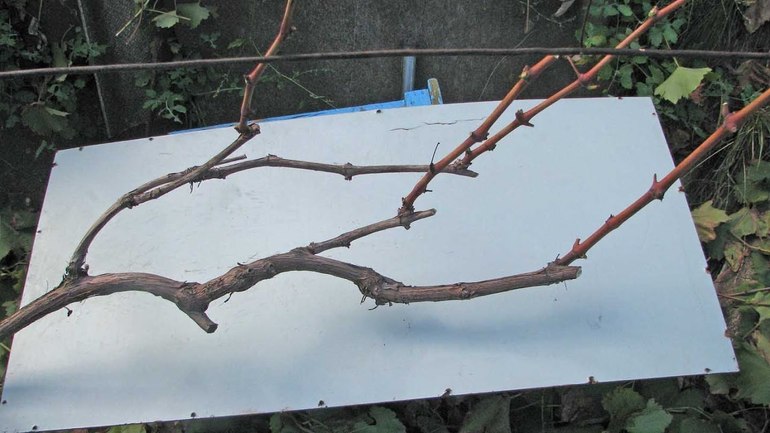Shelter of grapes for the winter