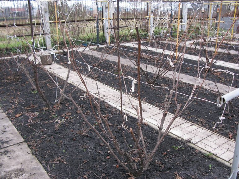 Covering materials for grapes