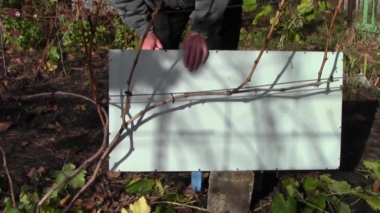 How and when to cut grapes