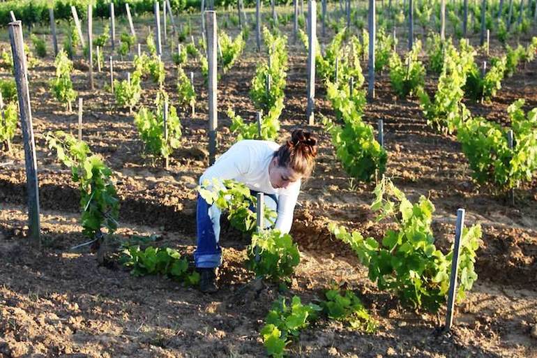 How to care for grapes
