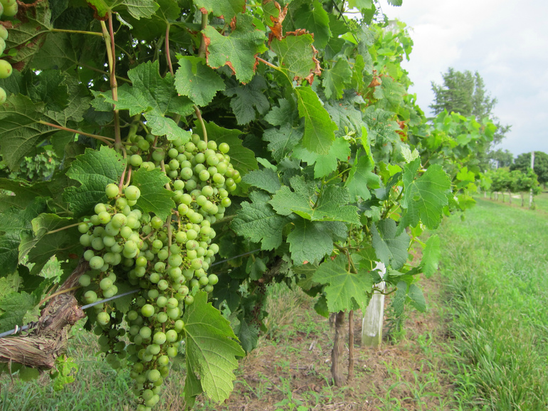 Grape growing