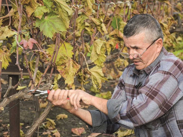The nuances of growing grapes at home
