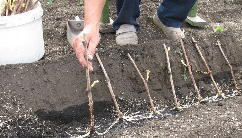 Rooting grape cuttings