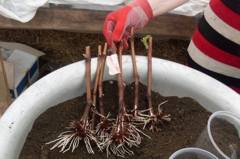 Squeezing grape cuttings