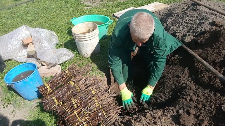 Planting grape cuttings in autumn