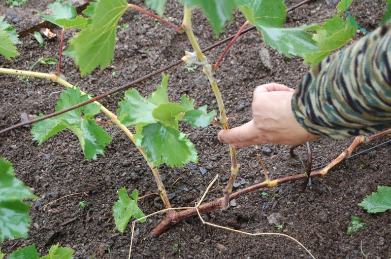 Preparing grapes for winter in Ukraine