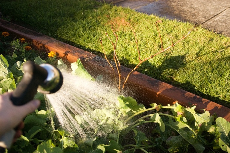 Watering grapes in autumn