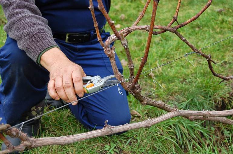 Grape pruning