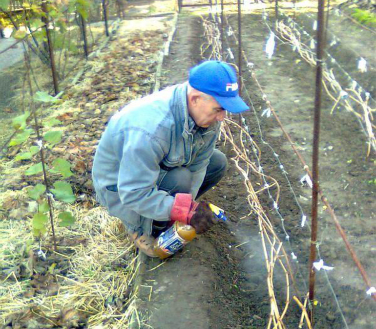 Protection of grapes from diseases and pests