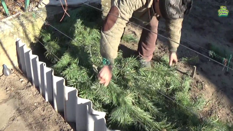 Insulation for grapes