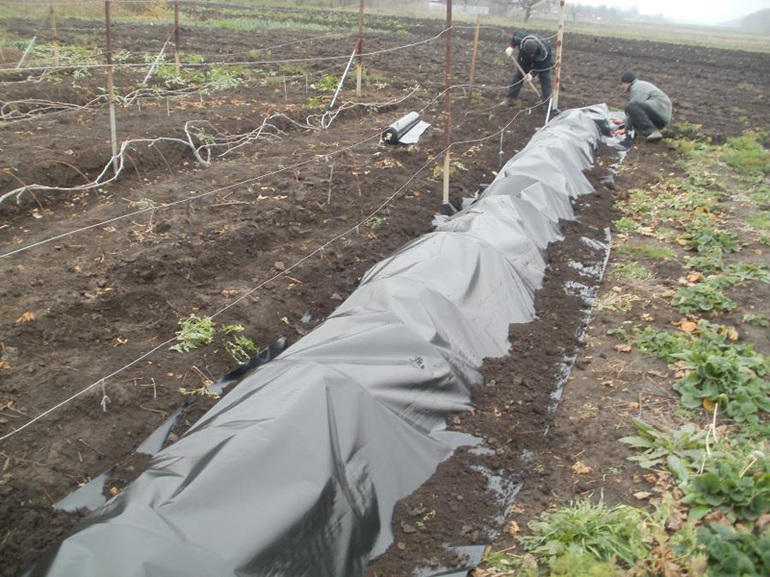 Shelter of the vine for the winter