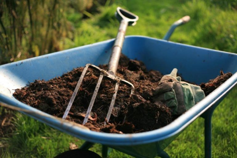Manure for the vine