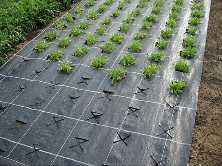  covering material for plants