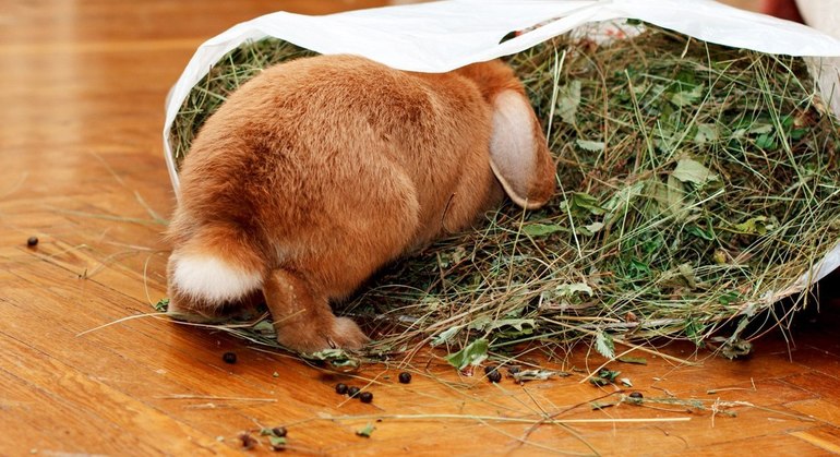 Rough rabbit food