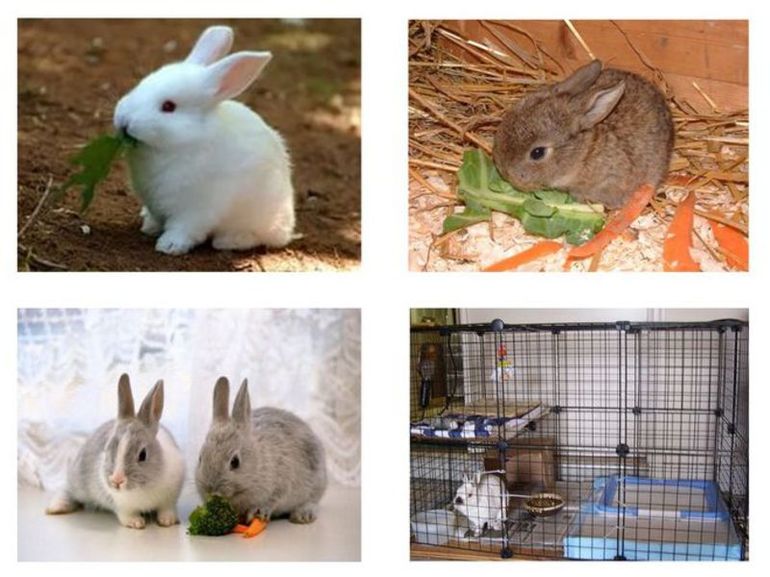 Care of a decorative breed of rabbits