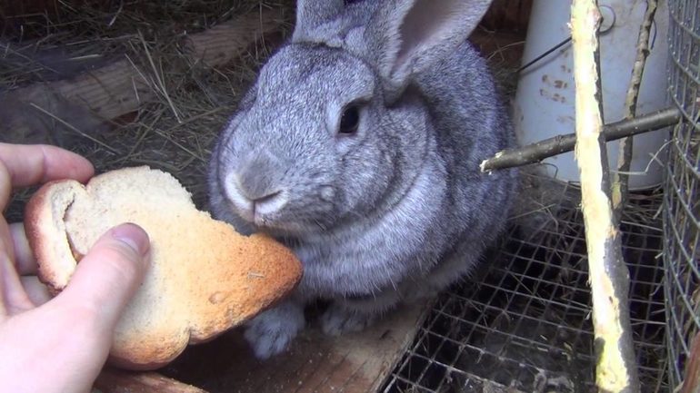What to feed rabbits