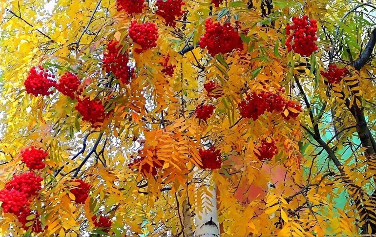 Features of the mountain ash plant