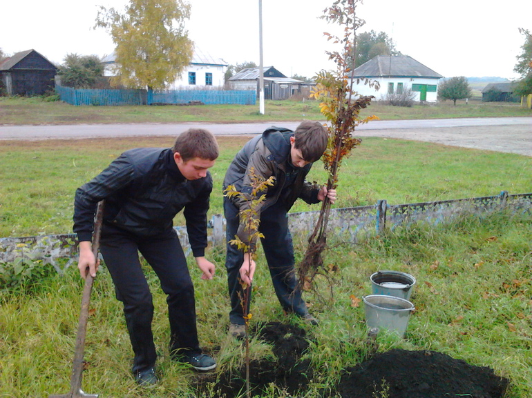 Rowan planting