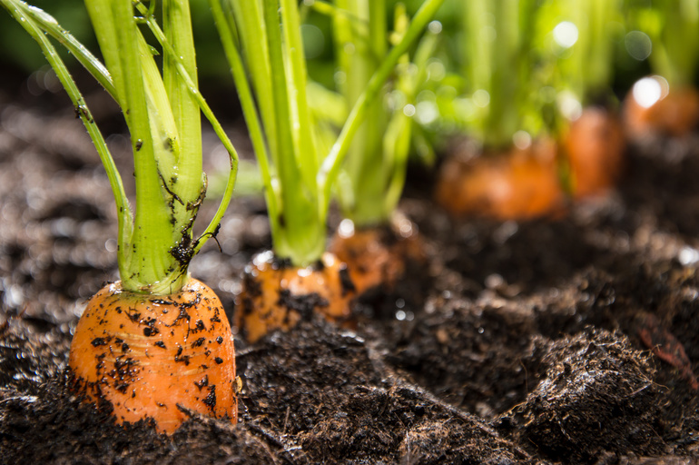 The subtleties of growing carrots